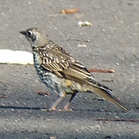 Mistle Thrush